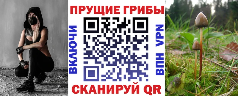 Псилоцибиновые грибы Psilocybe  Уссурийск 