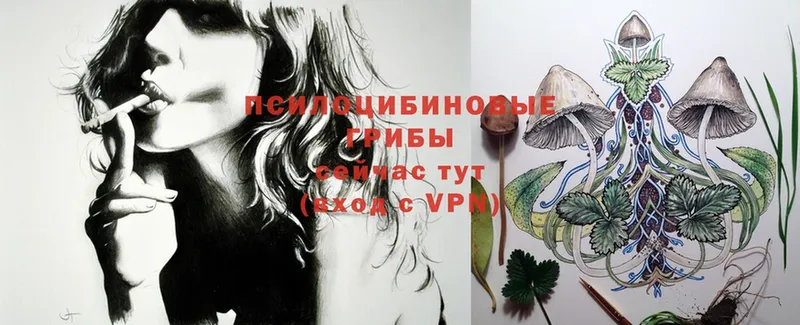 Псилоцибиновые грибы Psilocybine cubensis  Уссурийск 